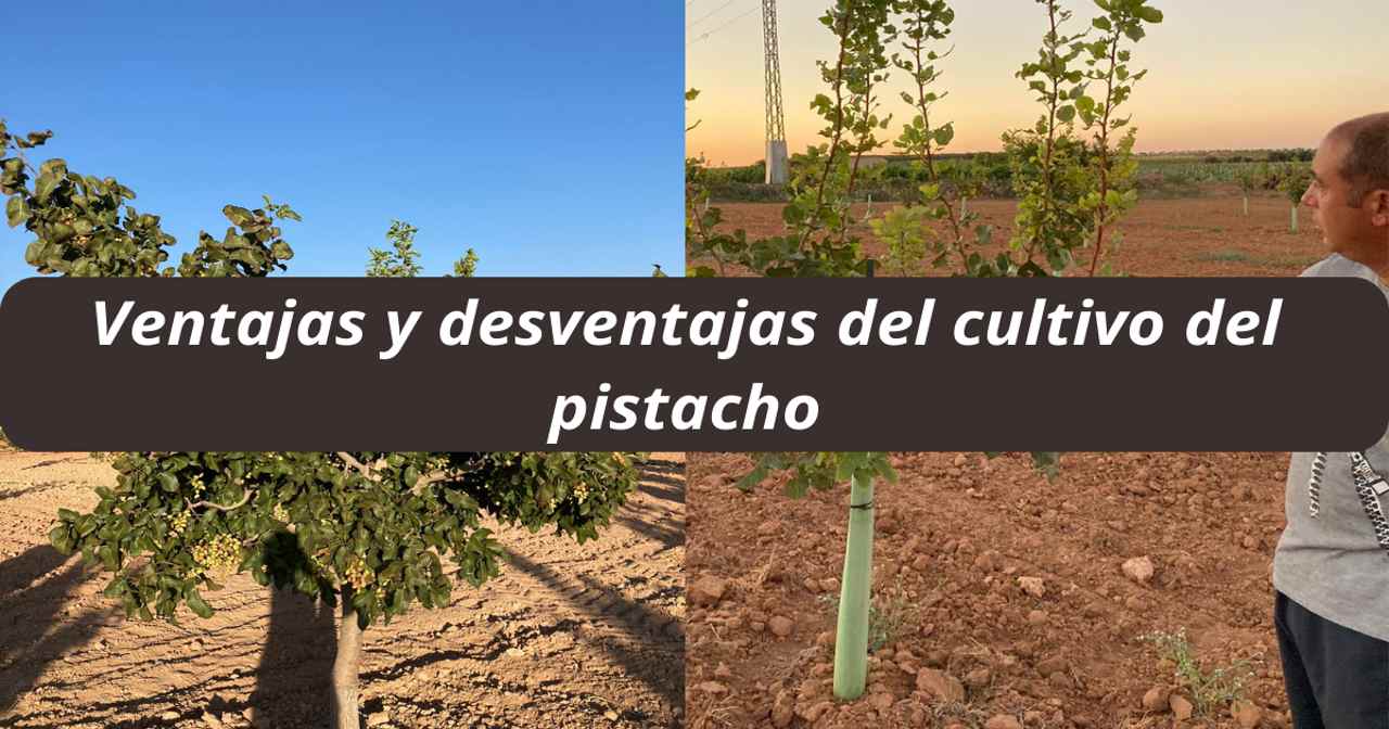 Ventajas Y Desventajas Del Cultivo Del Pistacho