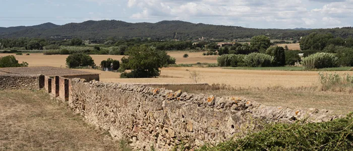 España y el pistacho: crecimiento, límites y realidad del productor en 2025