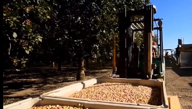 California podría alcanzar una cosecha de pistacho de 680 millones de kilos