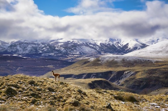 Ensayo en Neuquén estudia la posibilidad de producir pistacho en la Patagonia