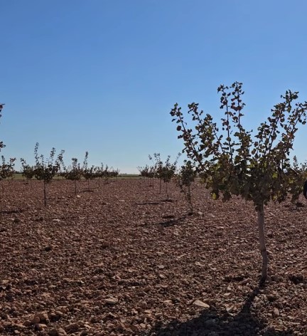 Pistacuencia pronostica llegar en 2028 a una producción de 400.000 kilos de pistachos
