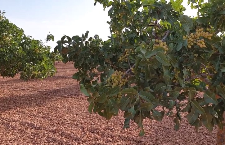 Corral de Almaguer será centro neurálgico de la producción nacional pistachera