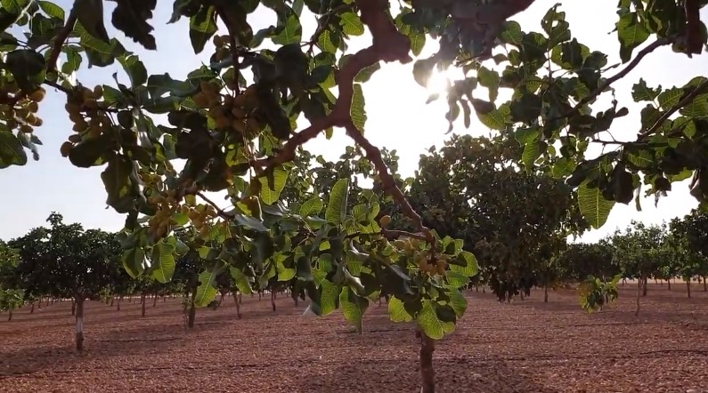 Corral de Almaguer será centro neurálgico de la producción nacional pistachera