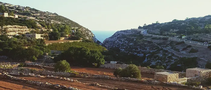 Pistacho de Castilla-La Mancha: territorio, calidad y qué significa realmente