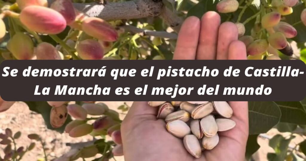 Se demostrará que el pistacho de Castilla-La Mancha es el mejor del mundo