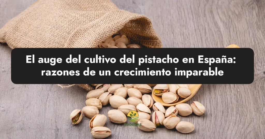 El auge del cultivo del pistacho en España: razones de un crecimiento imparable