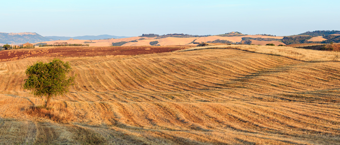 Los orígenes del pistacho: un viaje de miles de años hasta Castilla-La Mancha