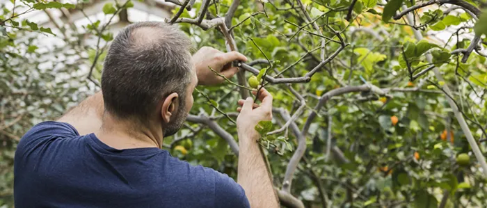 El pistacho en 2026: expectativas, producción y realidad del campo